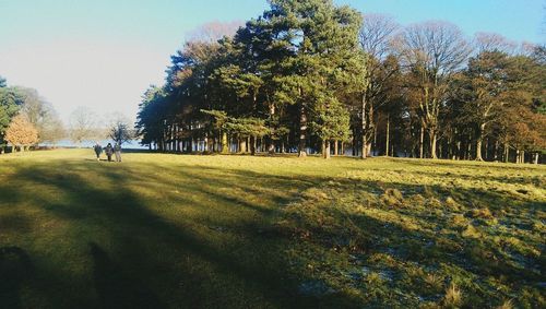 Shadow of man on grass against trees