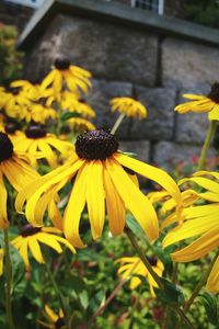 Yellow flowers blooming outdoors