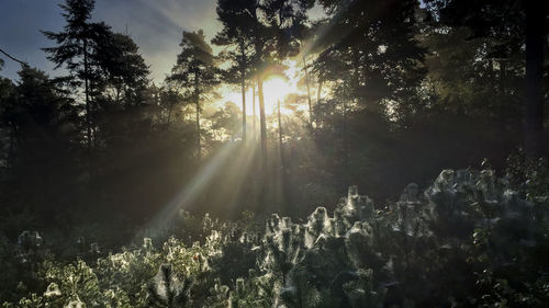 Trees in forest against sky