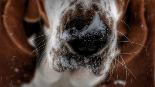 Close-up of a dog