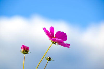 Close-up of pink flowering plant against sky