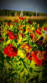 Close-up of red poppy blooming in field