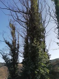 Low angle view of trees against sky