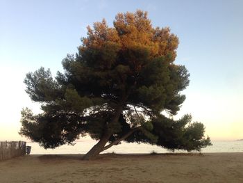 Tree on beach against clear sky