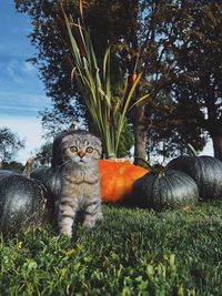 Cat sitting on grassy field