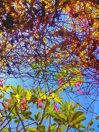 Low angle view of flower tree against sky