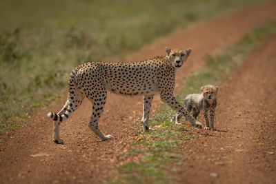 Leopards on dirt road