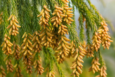 Close-up of plant