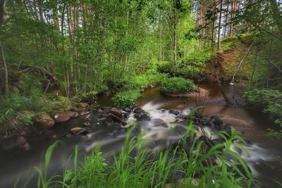 Plants growing by river in forest