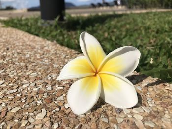 Close-up of frangipani on flower