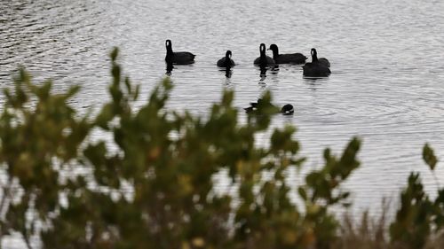 Ducks swimming in lake