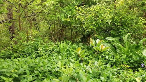 Plants growing on field