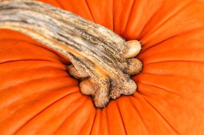 Close-up of orange pumpkin