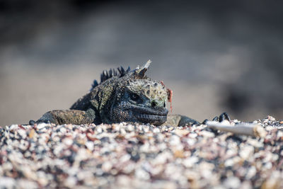 Close-up of iguana