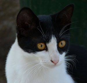 Close-up of cat outdoors