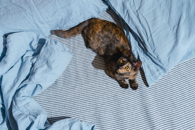 High angle view of dog sleeping on bed