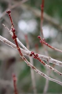 Close-up of twig on branch