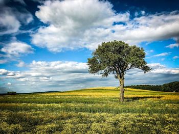 Tree on field against sky