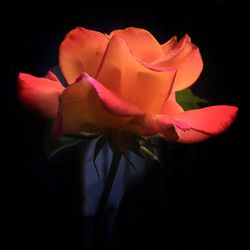 Close-up of rose over white background