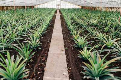 Plants growing in greenhousse