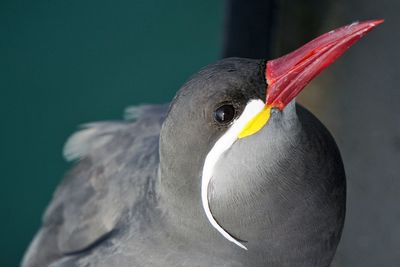 Close-up of bird