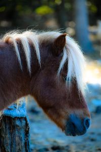 Close-up of a horse