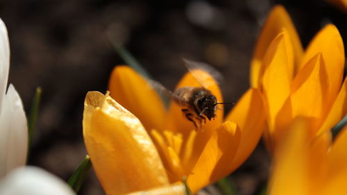 Close-up of bee on yellow flower