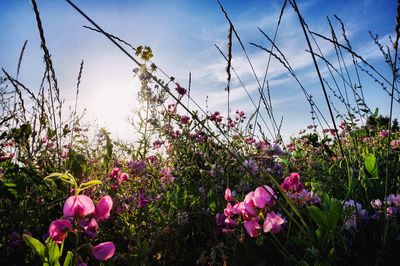 Pink flowers blooming in field