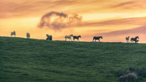 Herd of horses at idyllic sunset on the mountain ridge