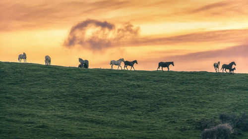 Horses on a field