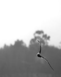 Close-up of plant against sky