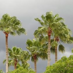 Low angle view of palm trees against sky