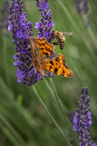 Close-up of butterfly on lavender