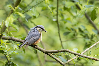 Low angle view of bird perching on branch