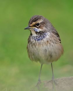 Close-up of bird perching on a field