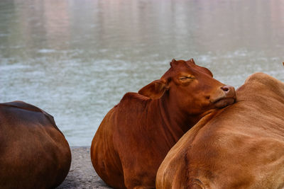 Cows standing in a water