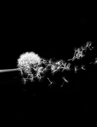 Close-up of firework display over black background