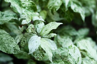 Close-up of fresh green leaves