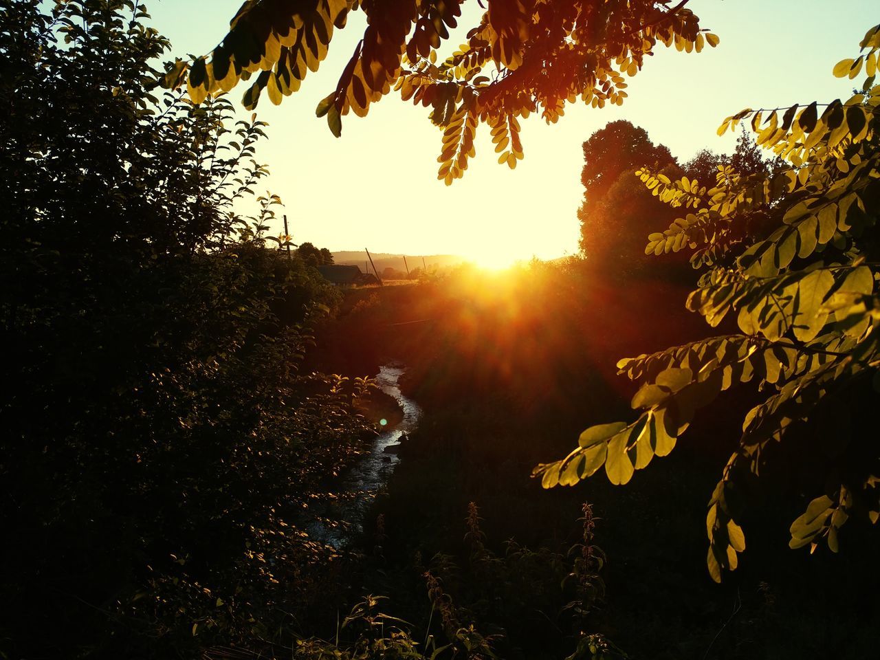 tree, plant, sky, sun, sunset, sunlight, tranquility, nature, lens flare, beauty in nature, sunbeam, tranquil scene, scenics - nature, growth, no people, leaf, outdoors, water, plant part, branch, bright, streaming, brightly lit