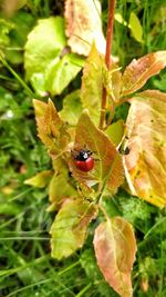 Close-up of ladybug on leaf