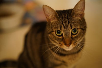 Close-up portrait of cat