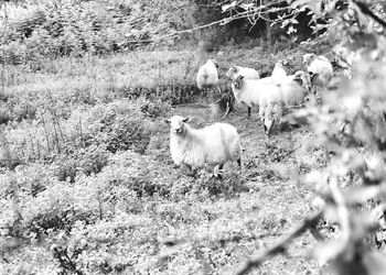 Sheep grazing on field