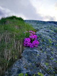 Purple flowering plants on field against sky