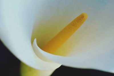 Close-up of yellow flowers