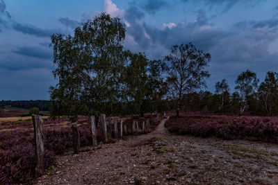 Trees on field against sky