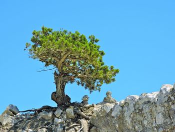 Low angle view of trees against clear blue sky