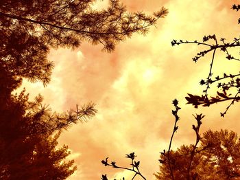 Low angle view of silhouette trees against sky during sunset