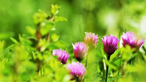 Close-up of pink flowering plants on field