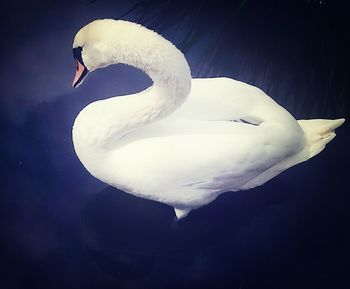 Close-up of white swan