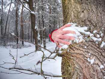 Person hand on tree trunk during winter